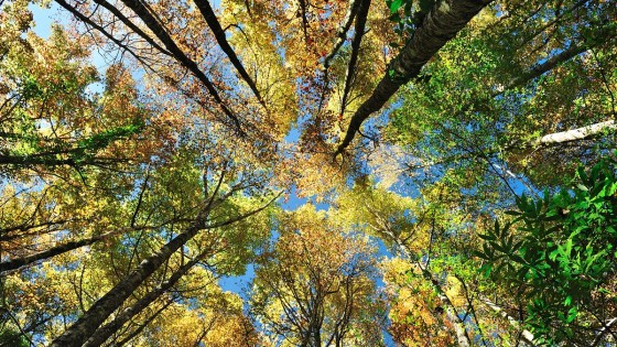 Looking up at the yellow, orange, and green tops of trees